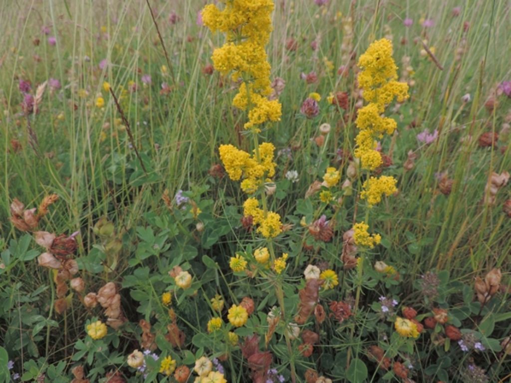 Giallo e fitto - Galium verum